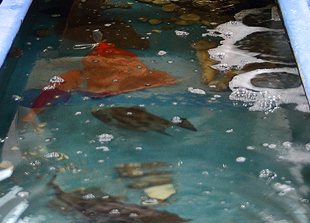 小田原 庄和丸 鮮魚店